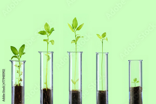 Many test tubes filled with soil and containing growing stems on green background. Botanical research