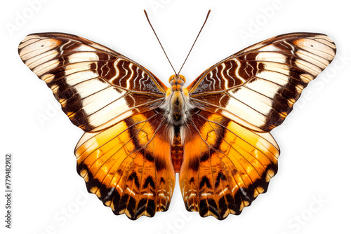 Beautiful Nymphalidae butterfly isolated on a white background with clipping path photo
