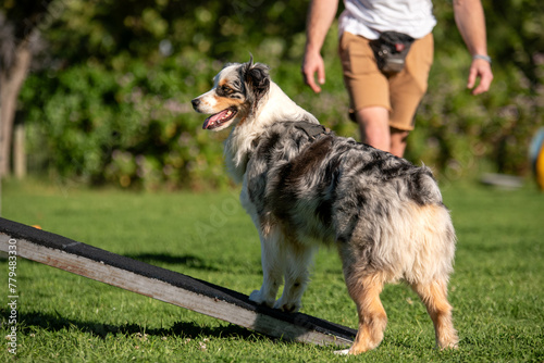 Australian Shepherd dog balancing on a balance beam with owner in the background