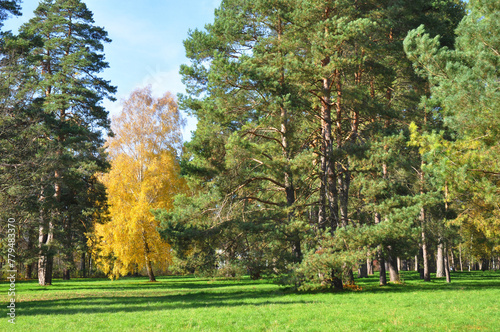 Autumn landscape design of pine trees and birch tree with yellow leaves on the background of a green lawn in the park