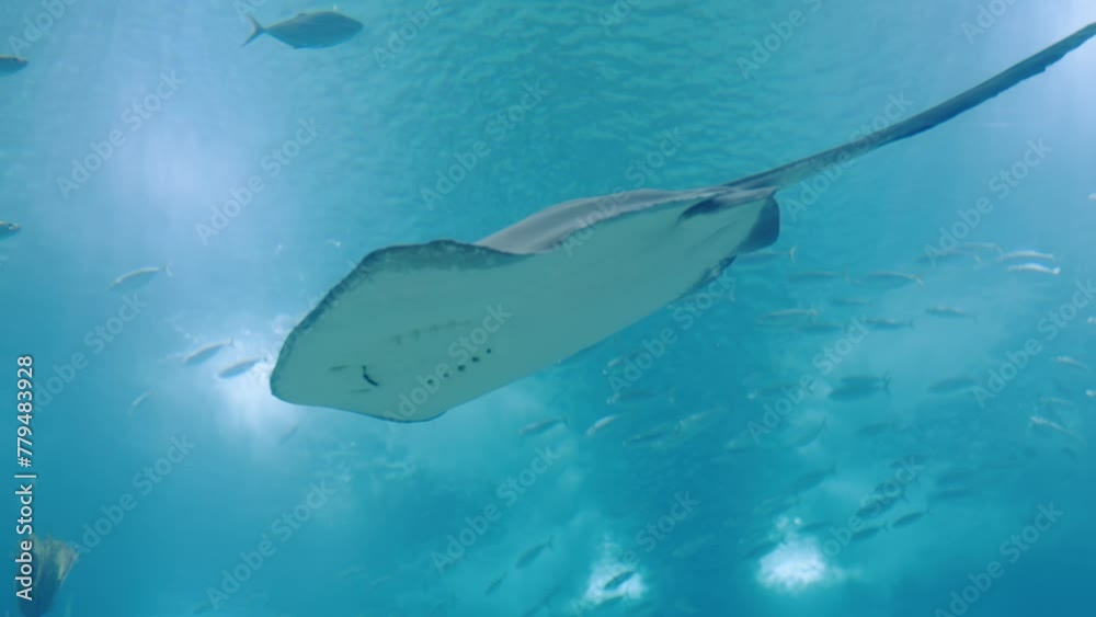 Bottom view of stingray swimming in blue water of giant aquarium. Funny fish in oceanarium. Exploring underwater world.