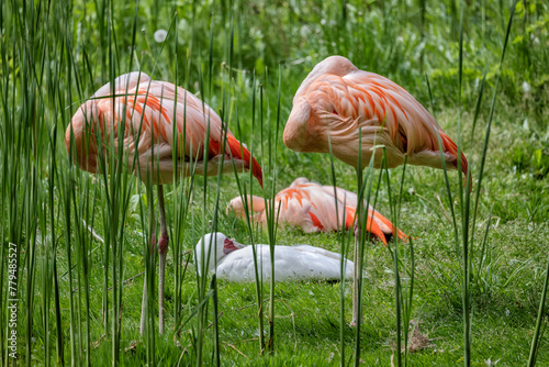 Chilean Flamingo Birds Sleeping