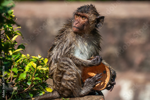 Wet Crab-eating Macaque With Coconut Shell