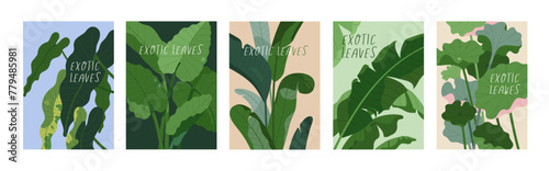 Tropical leaf plant, posters set. Exotic botanical cards with big green leaves, greenery. Natural floral backgrounds. Flora, vegetations, modern eco wall art collection. Flat vector illustration © Good Studio