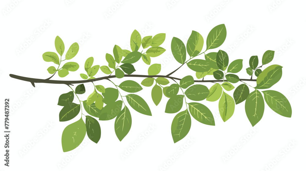 Mountain ash. vector branch. Green leave on white background