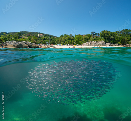 Spain beach coastline in summer with anchovies fish underwater in the Atlantic ocean, split view half over and under water surface, natural scene, Galicia, Rias Baixas, Cangas