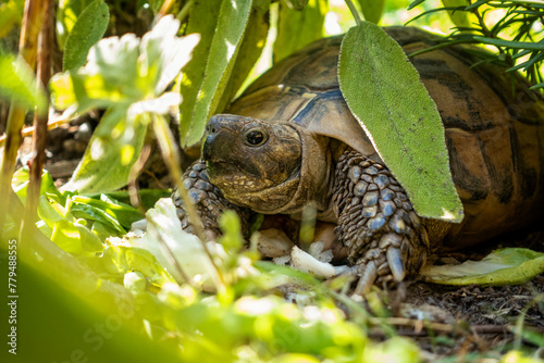 Hermann's Tortoise crawling on grass in garden at Bavaria, Germany photo