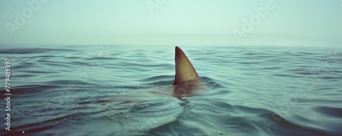 A lone shark fin cuts through the tranquil surface of the ocean in a serene yet eerie natural scene photo