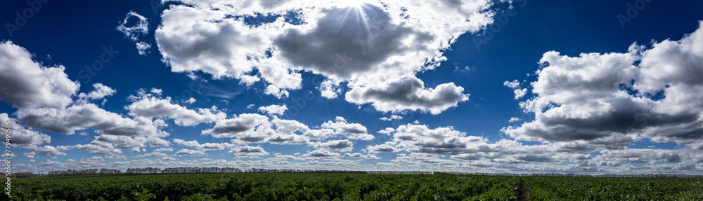 Panorama of the blue sky with fluffy clouds on the background of a green field