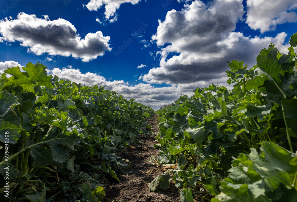 Green rapeseed plants on the background of a blue sky with clouds