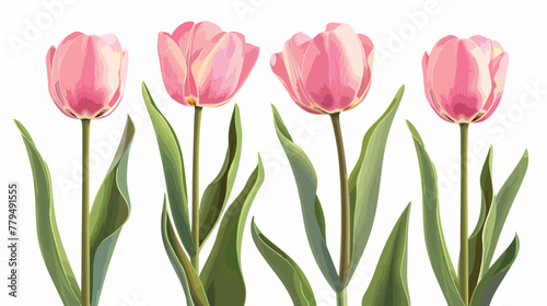Pink tulips Flat vector isolated on white background