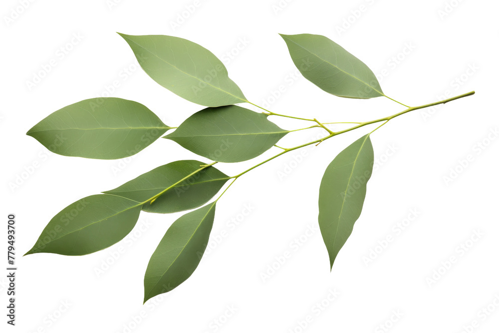 Green Leaves on Branch of a Tree. On a White or Clear Surface PNG Transparent Background.