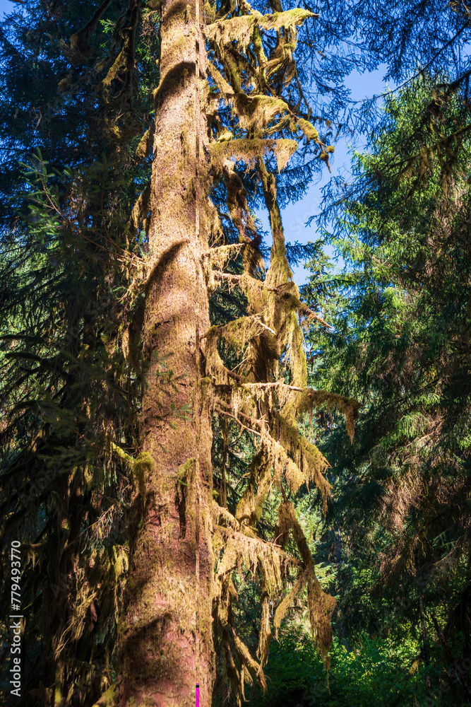 Moss Covered Trees in Hoh Rainforest in Olympic National Park, Washington State