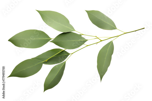 Green Leaves on Branch of a Tree. On a White or Clear Surface PNG Transparent Background.