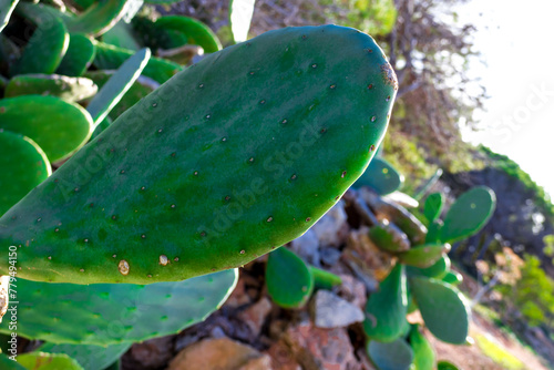 Close up of prickly pear photo