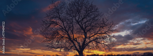 tree and the sunset 