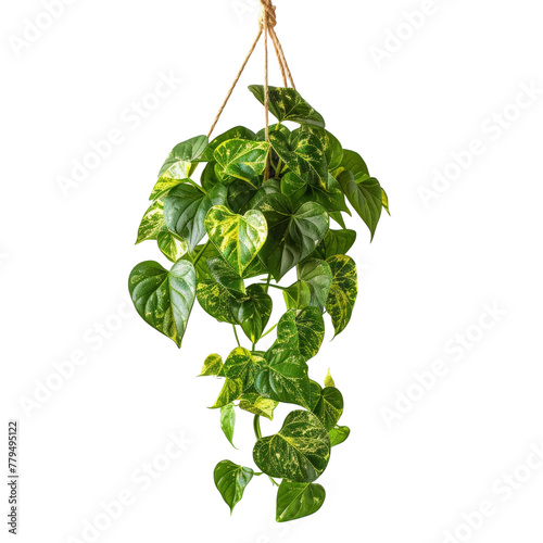 Hanging plant on transparent background © DX