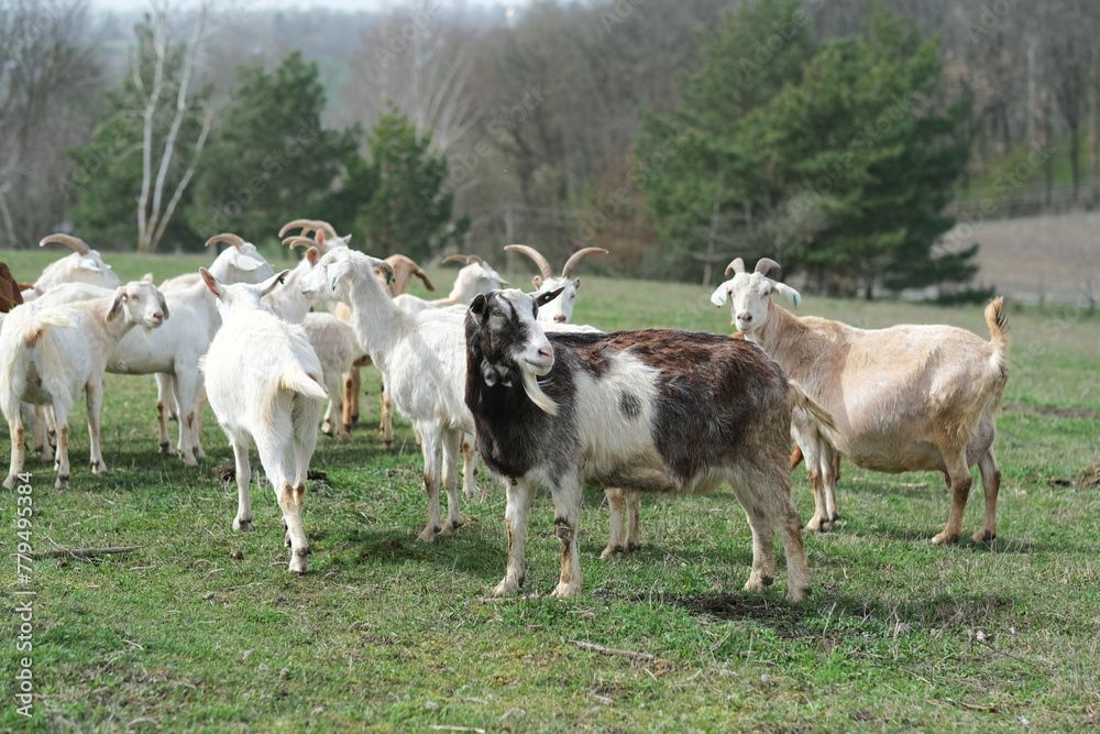 Goats grazing, frolicking pastures, low viewing angle. Agriculture business and cattle farming.