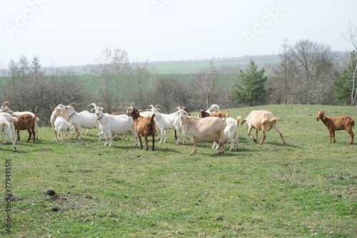 Goats grazing, frolicking pastures, low viewing angle. Agriculture business and cattle farming