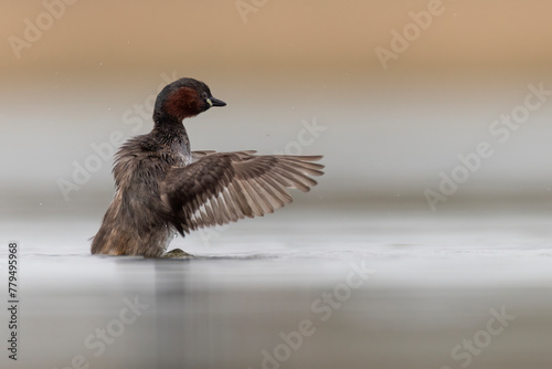 little grebe water bird perkozek photo