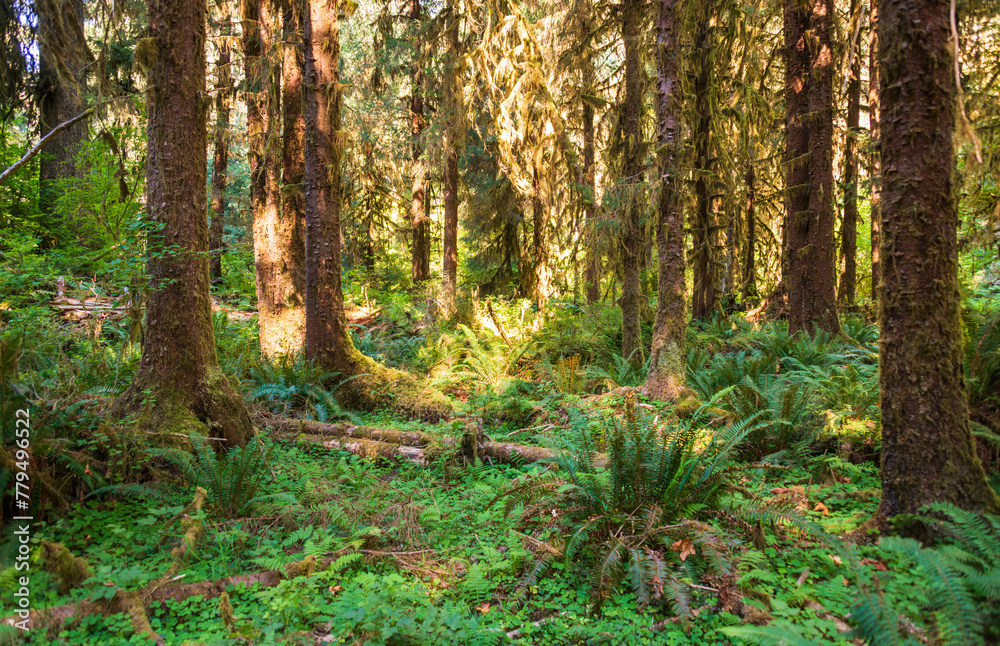 Moss Covered Trees in Hoh Rainforest in Olympic National Park, Washington State Moss Covered Trees in Hoh Rainforest in Olympic National Park, Washington State