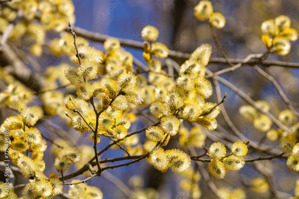 Closeup of blossom of Willow Catkin on spring day in Finland Closeup of blossom of Willow Catkin on spring day in Finland