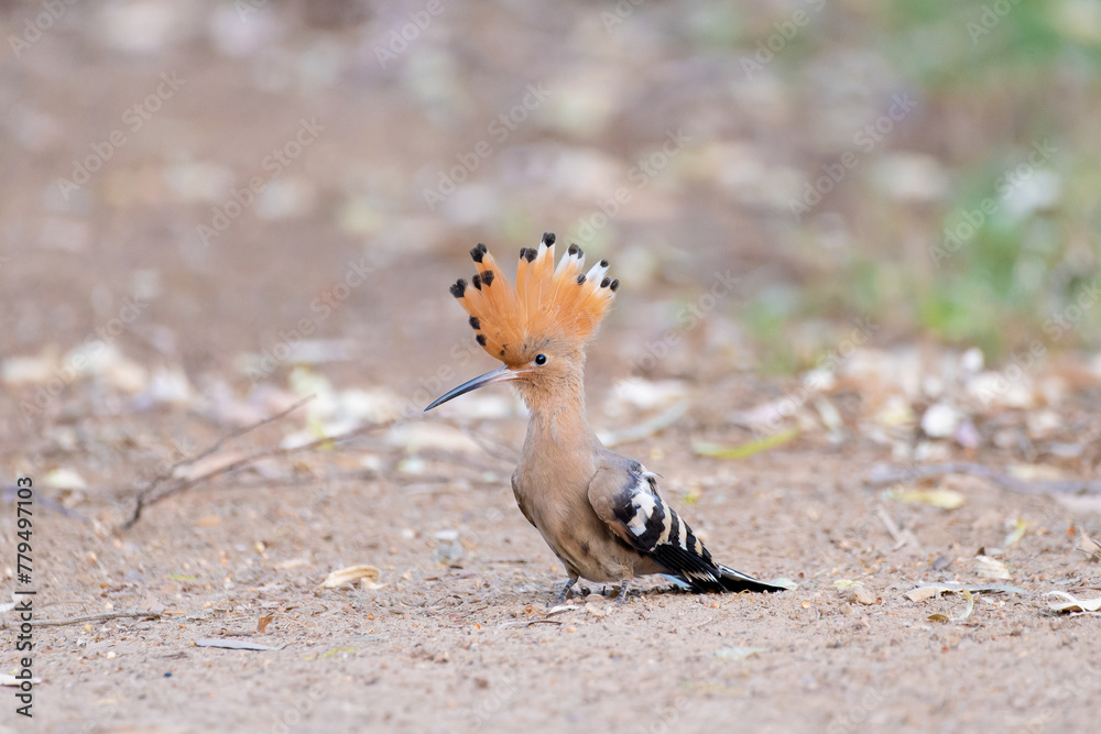 Obraz premium Hoopoe
