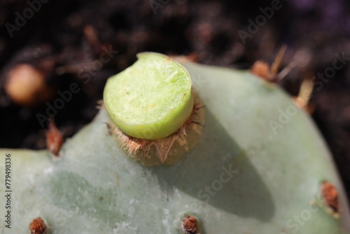 kaktus opuncja macrorhiza opuntia © Perovskia