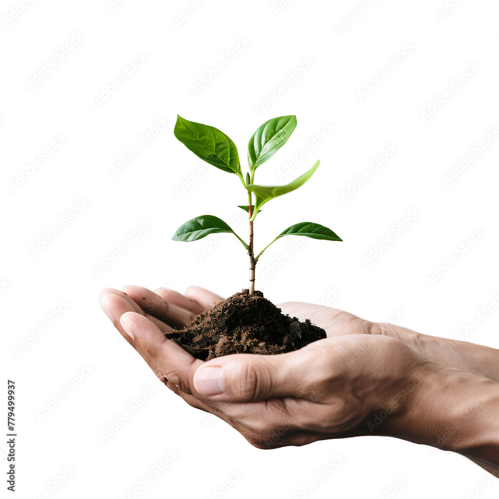 Hands nurturing a young plant with care, set against a natural background, emphasizing the concept of growth and sustainability, isolated on transparent background Hands nurturing a young plant with care, set against a natural background, emphasizing the concept of growth and sustainability, isolated on transparent background