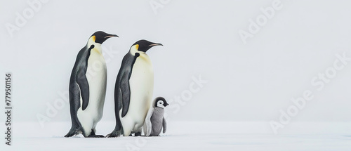 A family of emperor penguins standing together on the snow-covered surface  with one baby chick in between them. 