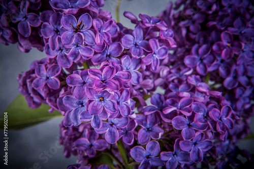 purple lilac flowers close-up, selective focus, vintage effect