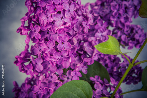 lilac flowers on grunge background, retro toned image © Radoslaw Maciejewski