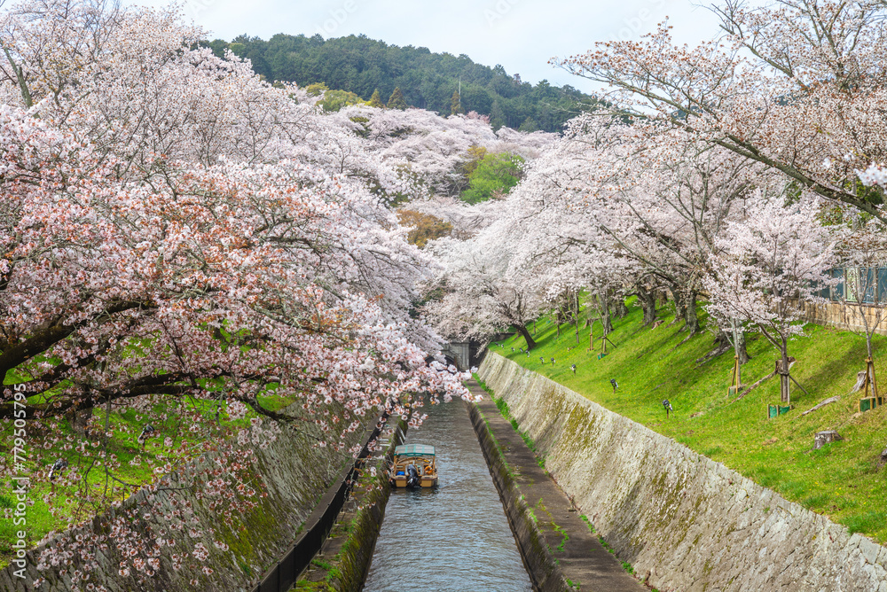 the Lake Biwa Canal with cherry blossom in Otsu city in Shiga, Japan the Lake Biwa Canal with cherry blossom in Otsu city in Shiga, Japan