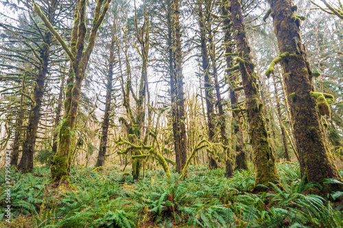 Trail through the Quinault Rainforest in Olympic National Park  Washington State