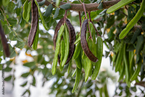 Obraz na płótnie Carob tree , fresh green carob berries carob healthy food, Ceratonia siliqua (carob) w salonie