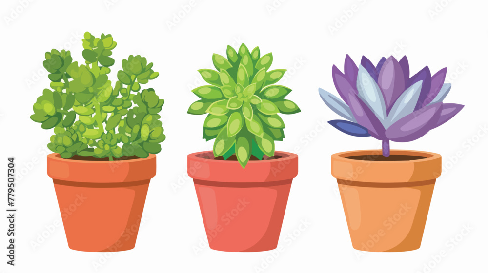 Succulent Plants in the Flowerpot. Flat Design