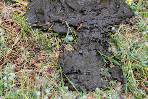 Obraz na płótnie flies feeding on animal dung w salonie