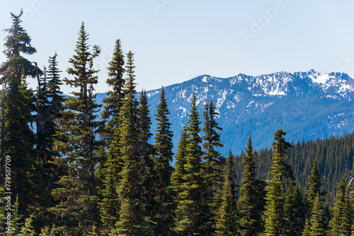 Hurricane Ridge in Olympic National Park © Zack Frank