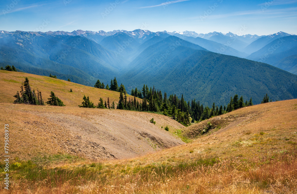 Fototapeta premium Hurricane Ridge in Olympic National Park