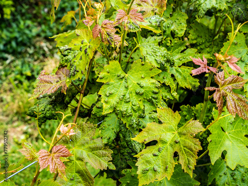 Erinosis disease on leaves of vine photo