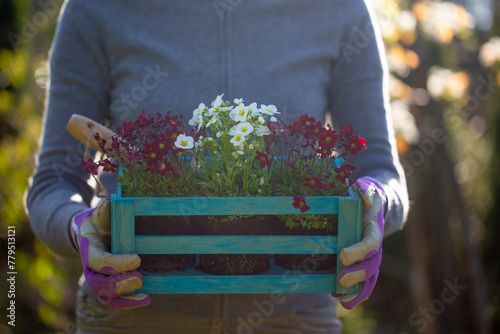 A person holding flower seedlings in a wooden box 