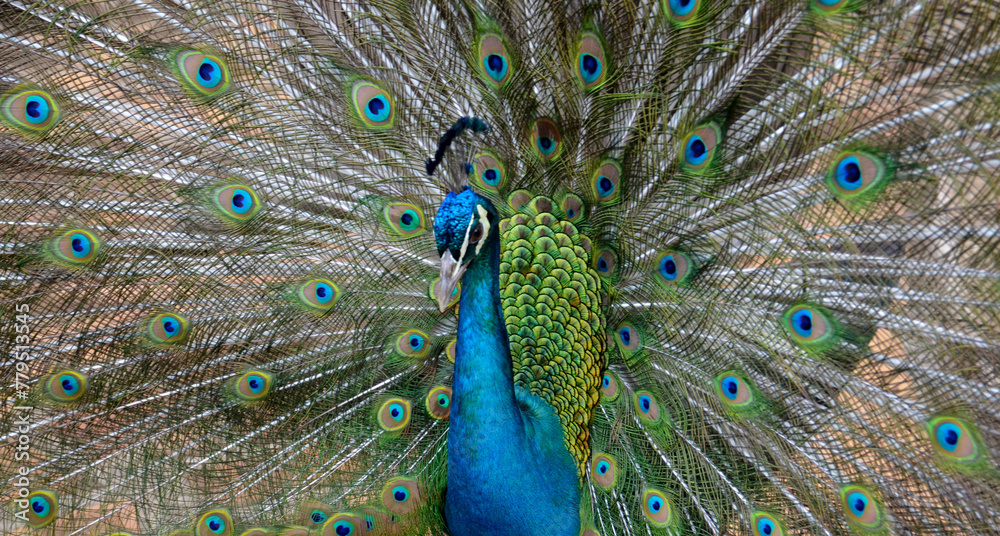 Obraz premium Beautiful peacock with long colorful tail and feathers close up.Pavo cristatus with colorful plumage.