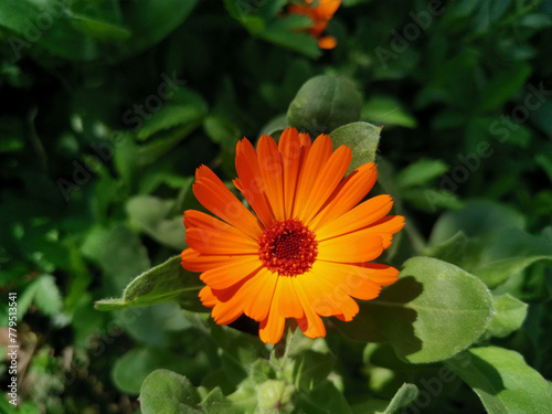 Calendula officinalis flower known as pot marigold, ruddles, common or Scotch marigold