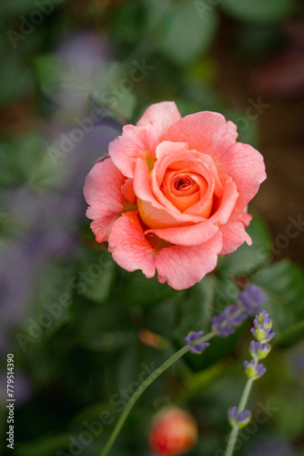 orange peach beautiful ripe mature rose growing with green petals and light blur