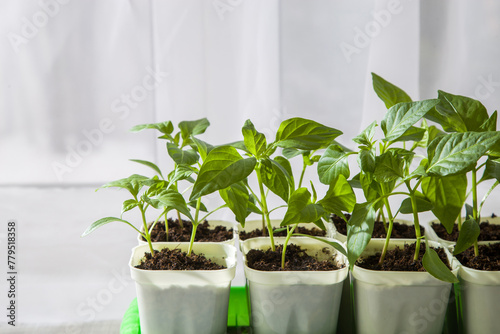 Young seedlings of peppers on the windowsill. Ecological cultivation of homemade pepper seedlings in winter and early spring
