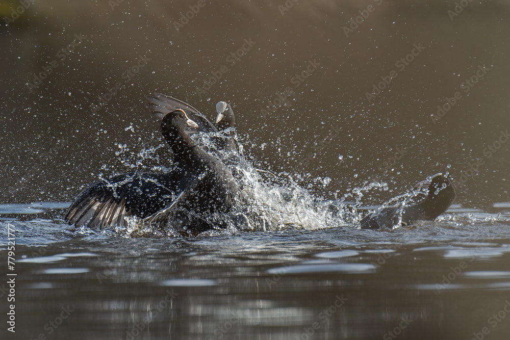 Obraz premium Blässhuhn
