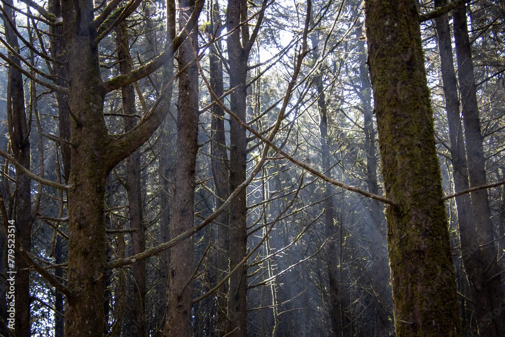 Obraz premium Sunlight filtering through a cluster of trees in a scenic view