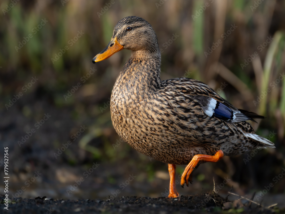 Wasservogel Wasservogel