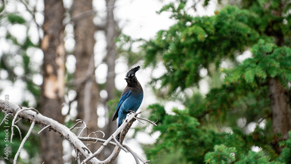 Steller's jay bird perched on a tree branch.