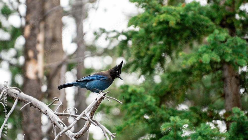 Long-crested jay bird perched on a tree branch in the forest